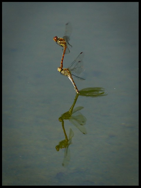 Dragonfly reflection