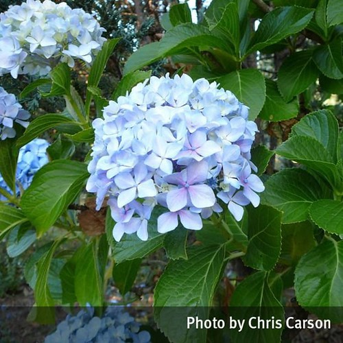 The Worst Advices We’ve Heard For Are Hydrangeas Poisonous… Flickr