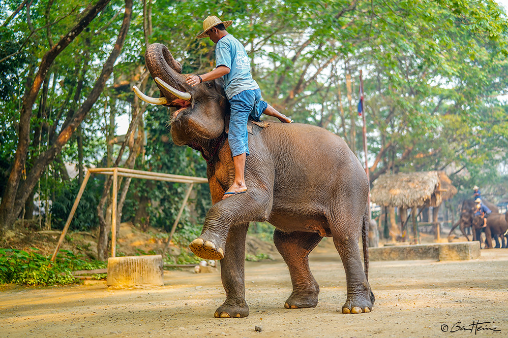 Thailand Elephant and Cornac - Ben Heine Photography