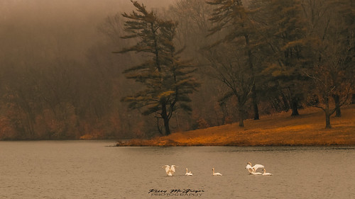fog wildlifephotographer wildlife trumpeterswan landscape trees scenery soe
