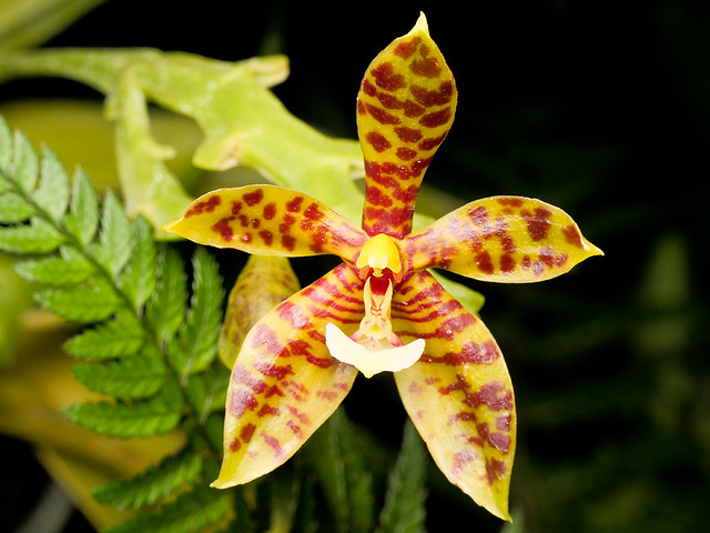 Phalaenopsis pantheriana