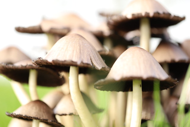 More Mushrooms