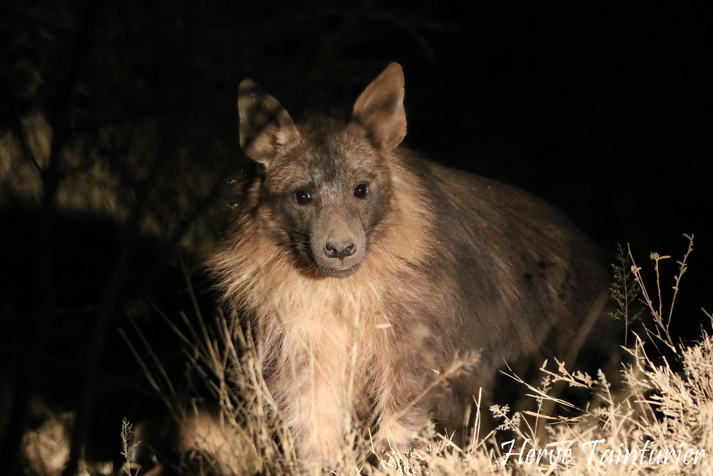 Brown Hyena / Hyène brune