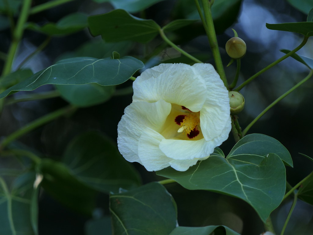 Bhend (Marathi: भेंड) | Malvaceae (mallow family) » Thespesi… | Flickr