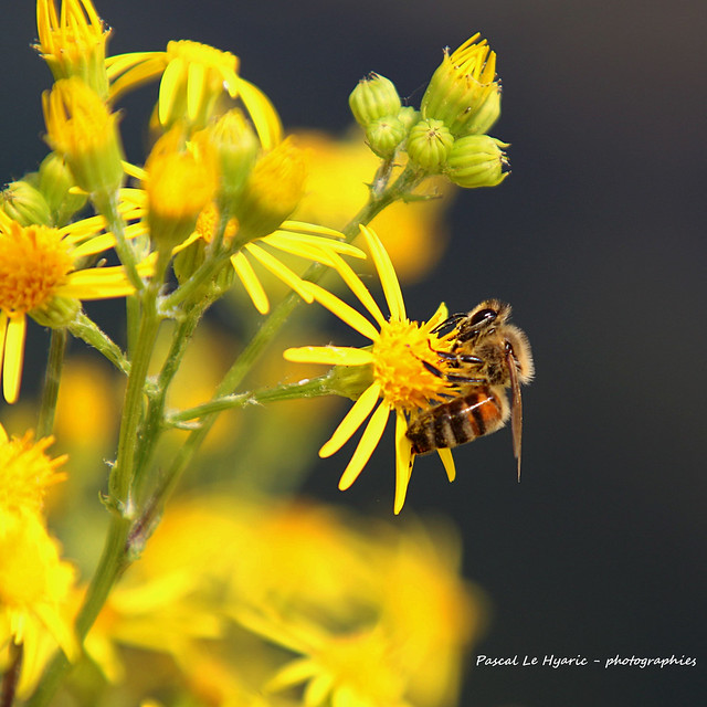abeille sur une fleur - bee on a flower