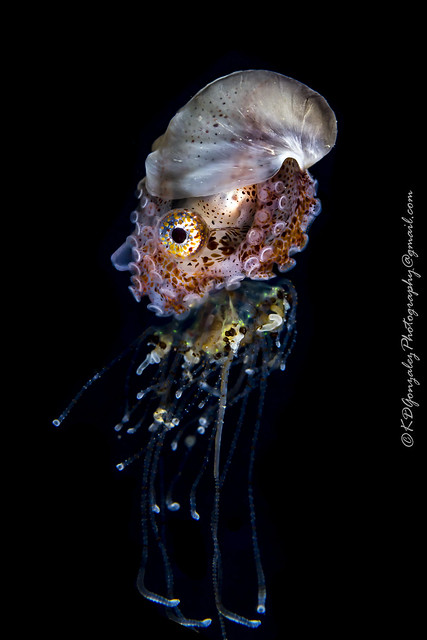 paper nautilus on jellyfish