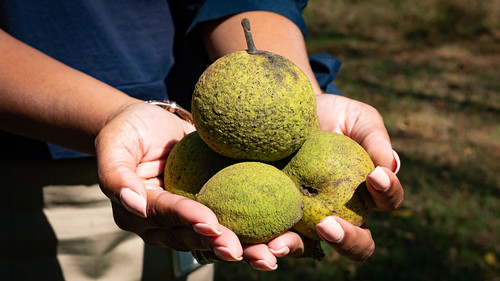 Hands holding three large fruits