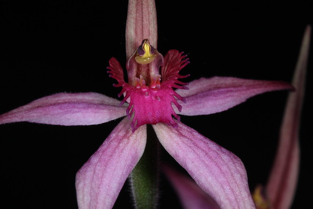 Caladenia cruciformis x Caladenia latifolia 2019-09-29 02