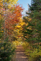 The path from Wentworth Falls, Wentworth Nova Scotia