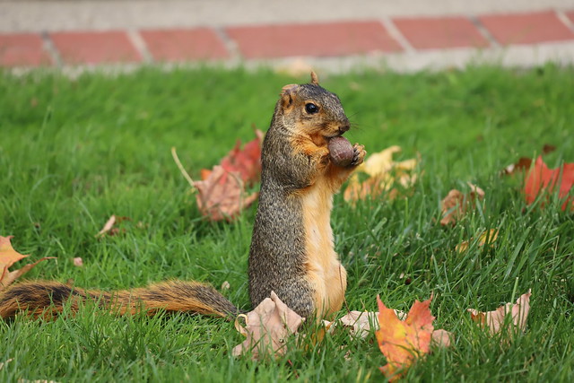 Juvenile and Adult Fox Squirrels in Ann Arbor at the University of Michigan - October 17th, 2019