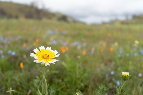 santamargarita california unitedstatesofamerica flower superbloom spring landscape