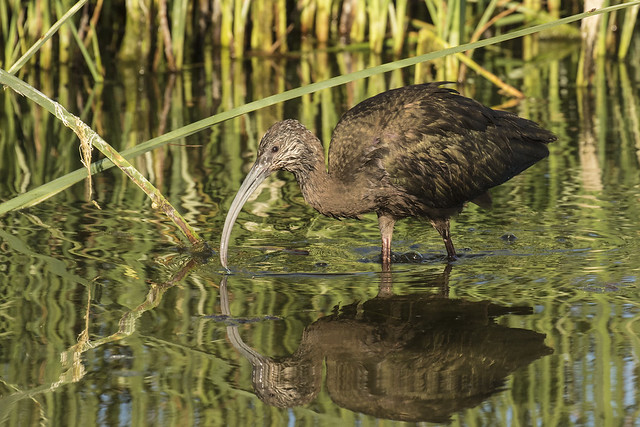 White-faced Ibis Searching the Pond