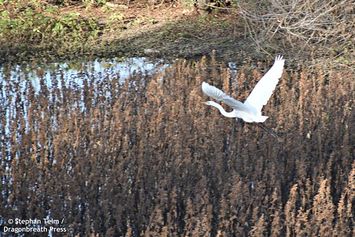 greategret ardeaalba bird egret heron migratory wildlife yolobypas yolocauseway yolocounty wetlands bikecommute falllandscape autumn stark brown