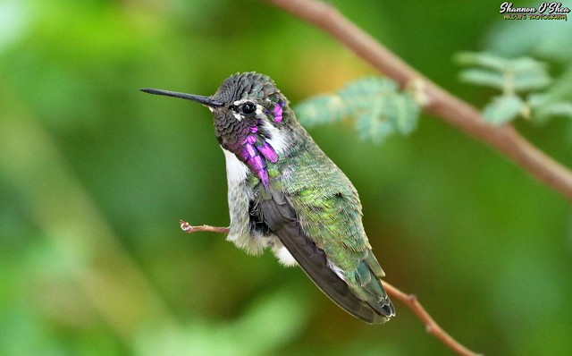 A hummingbird is just like a regular bird, except it doesn't know the lyrics