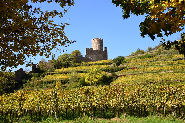 le château de Kaysersberg (Alsace, F)