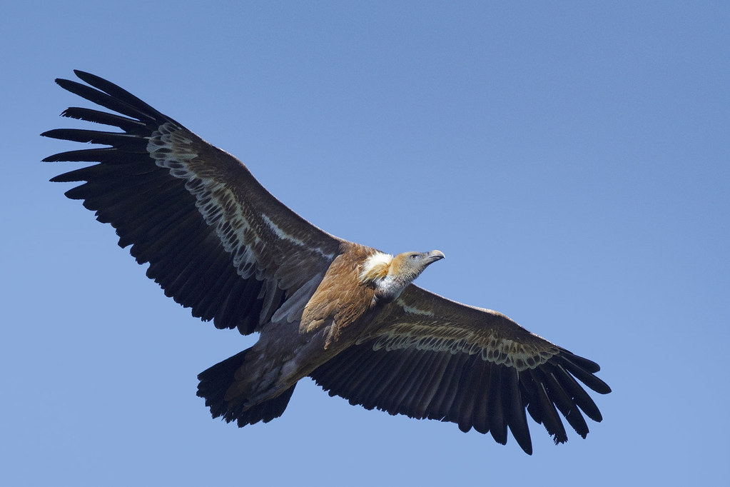 Grifone - Griffon vulture | pas.sionphoto | Flickr