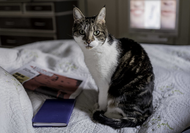 Lecture pour chat - Cat reading