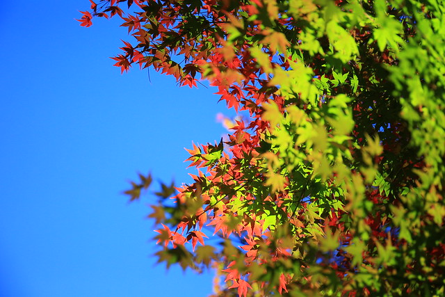 漸層秋色(Gradient Autumn color)。