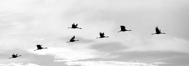 Seven cranes