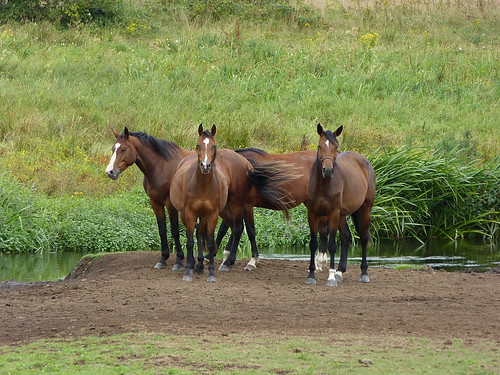 1490465 panasonicdmcfz150 paard paarden horse horses swalm swalmen limburg nederland netherlands holland landschap landscape landschaft paysage