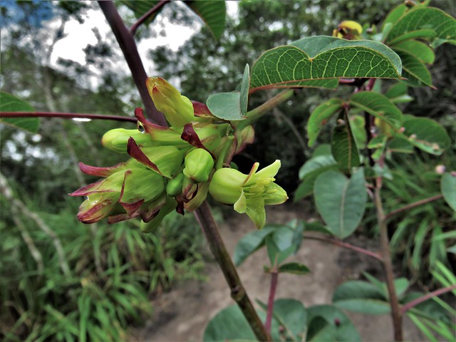 Manihot jacobinensis - Euphorbiaceae