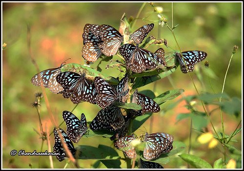 darkbluetiger butterfly insects india kerala silentvalleynationalpark canoneos6dmarkii tamronsp150600mmg2