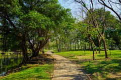 Path and trees in Suan Luang Rama IX park in Bangkok, Thailand