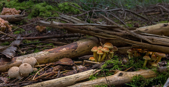Pilzgruppe im Unterholz