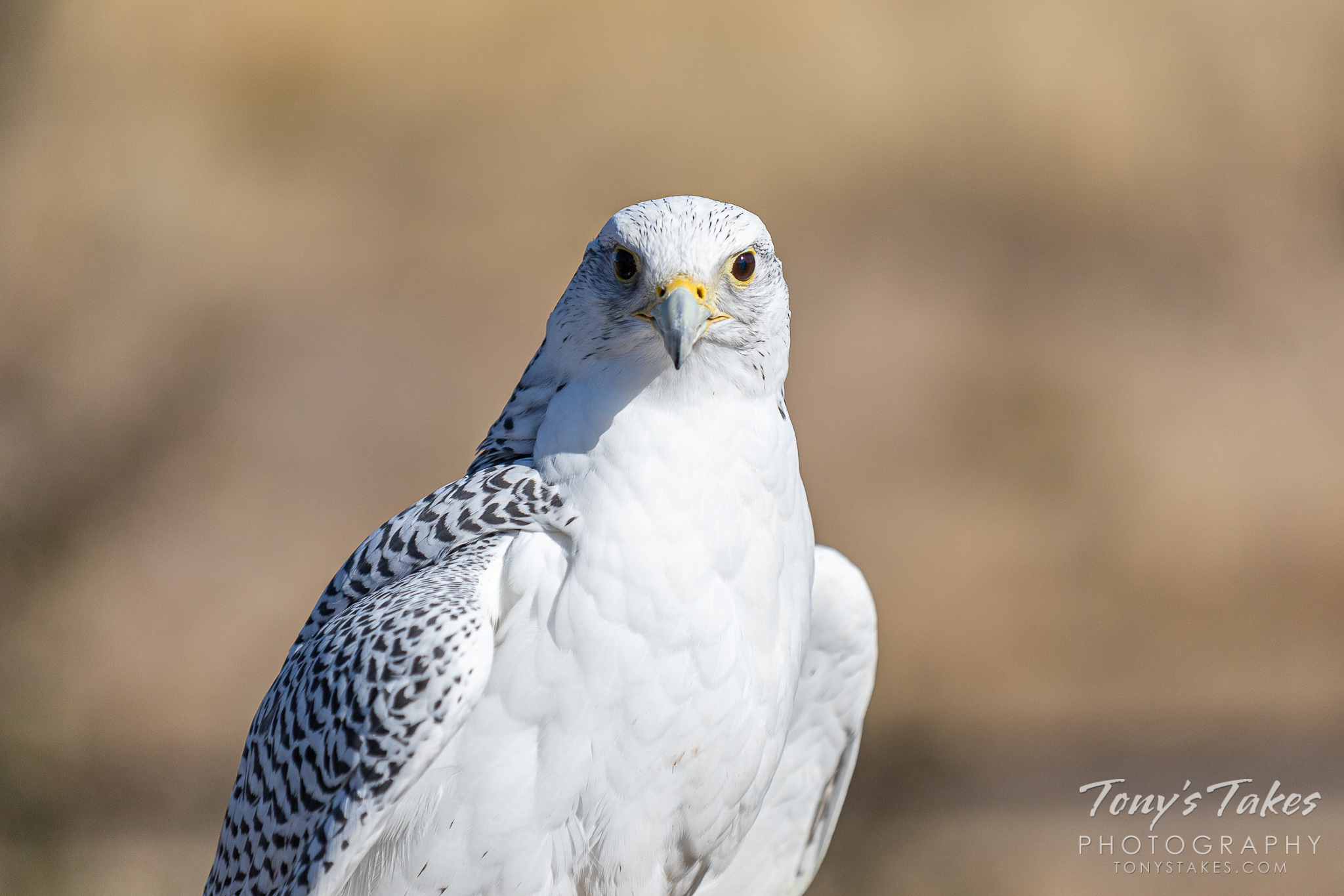 A gyrfalcon poses for pictures. (© Tony’s Takes)