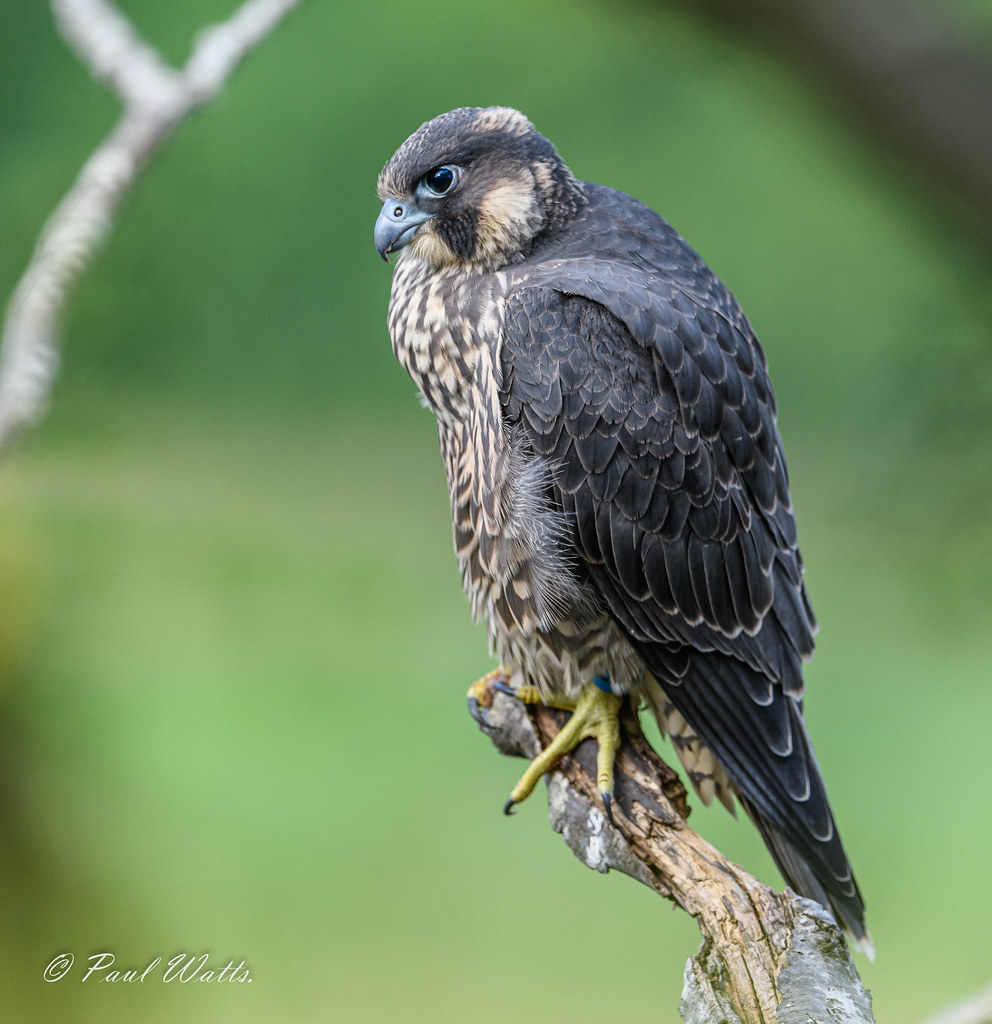 Peregrine Falcon (juv) (Falco peregrinus)