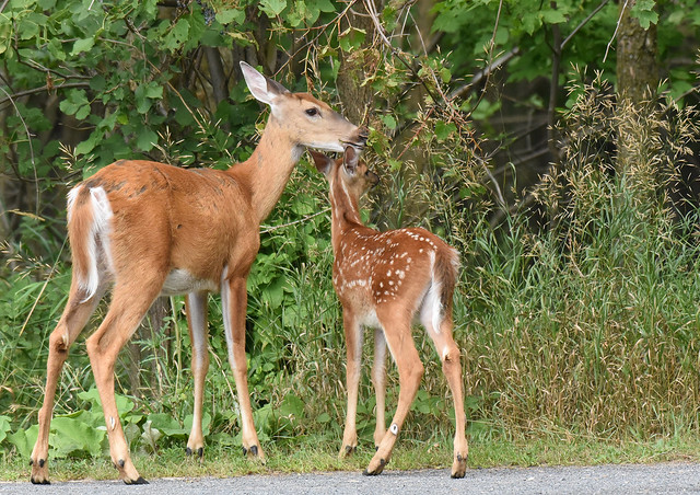 Cerf de Virginie /  White-tailed Deer