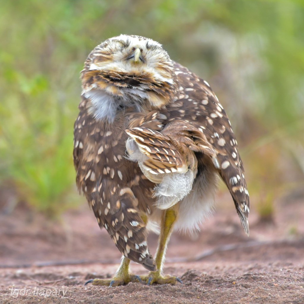 Coruja-buraqueira- Athene cunicularia-Burrowing Owl