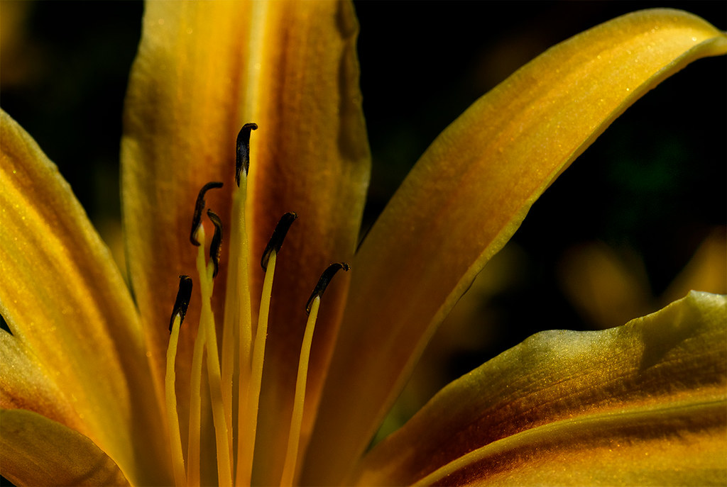 Hemerocallis - Daylily