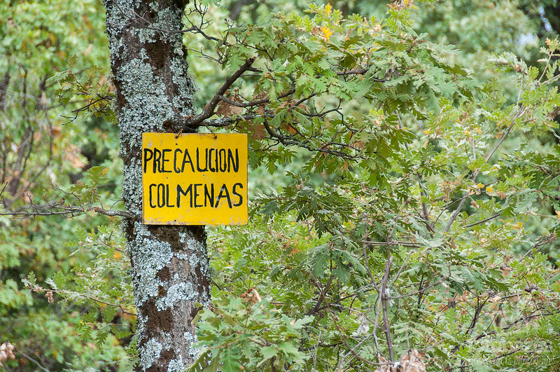 Senda por los Robles Centenarios de Puebla de la Sierra