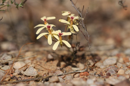 Pelargonium aridicola in habitat
