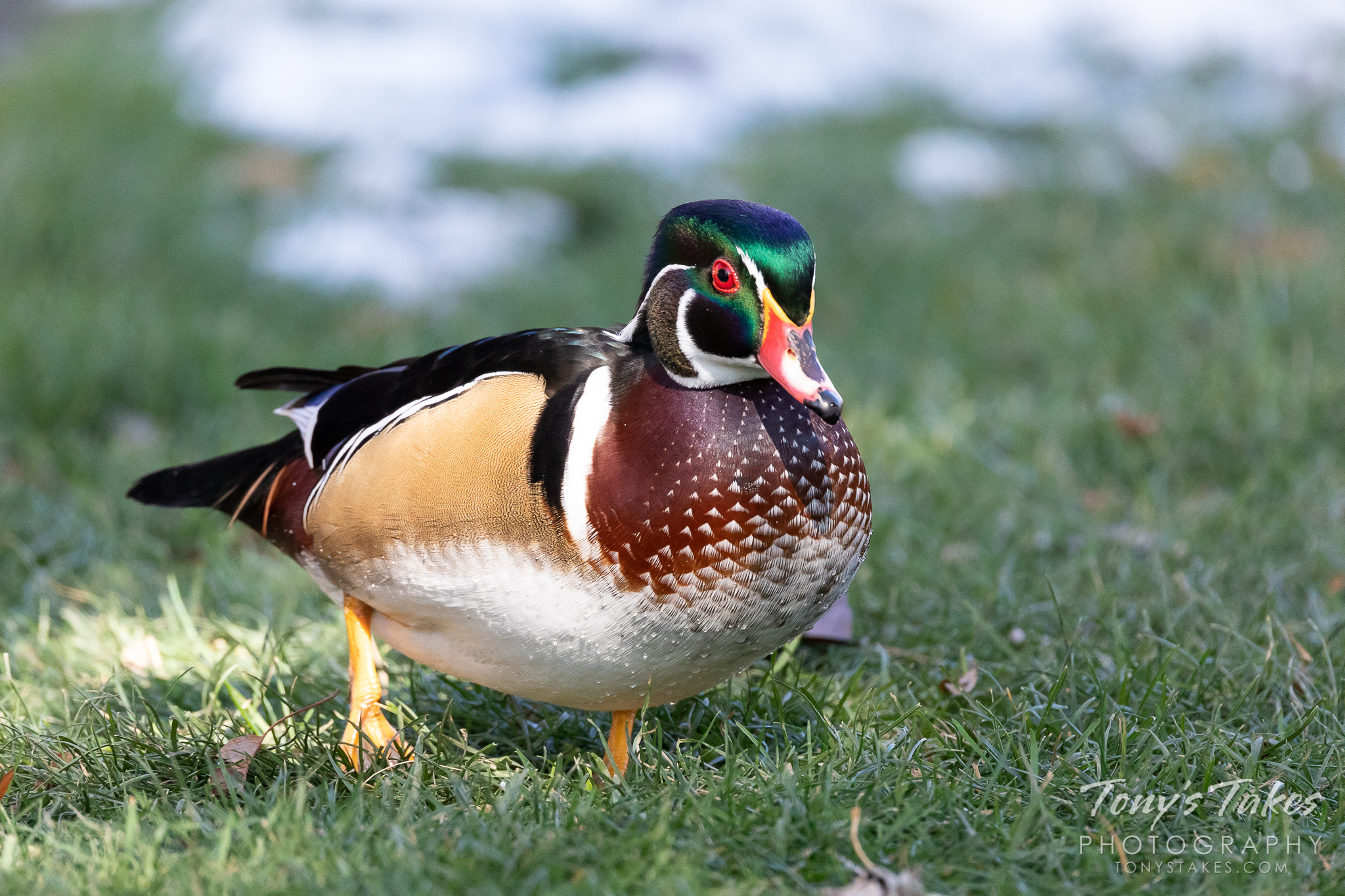 Wood duck out for a walk