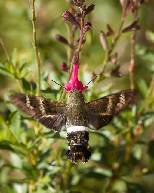 Hummingbird Moth on Sage