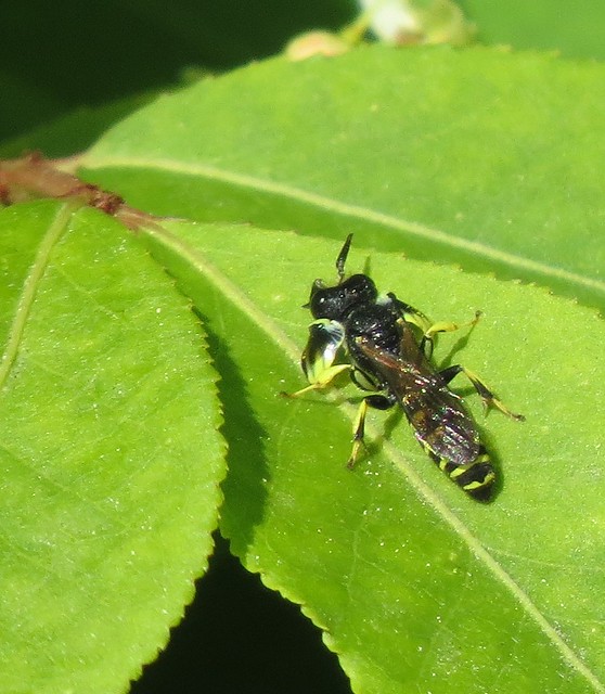 Shield-handed wasp male