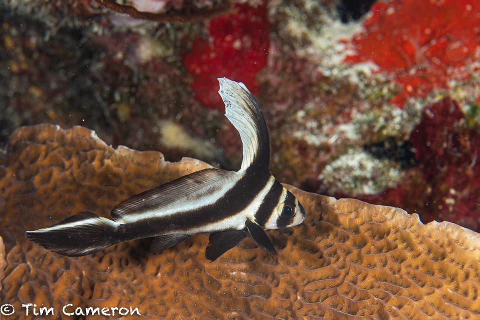 IMG_5751-Fish-011019-Curacao, juvenile, spotted drum- Equetus punctatus.jpg
