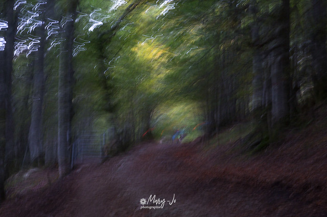 Promenade en sous-bois ...  Walk in the undergrowth ...