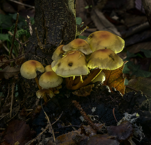 chichester brandyholelane uk england west sussex barryturner nikkor24120mm nikond810 longexposure landscape flaura fauna nature mushrooms fungi toadstools colour