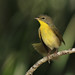 Flickr photo 'Common Yellowthroat (Geothlypis trichas)' by: Mary Keim.