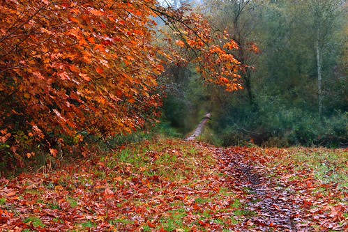 A walk through the woods | by PamINSeattle