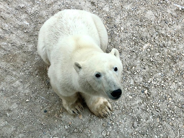 Polar Bear in Churchill, Canada