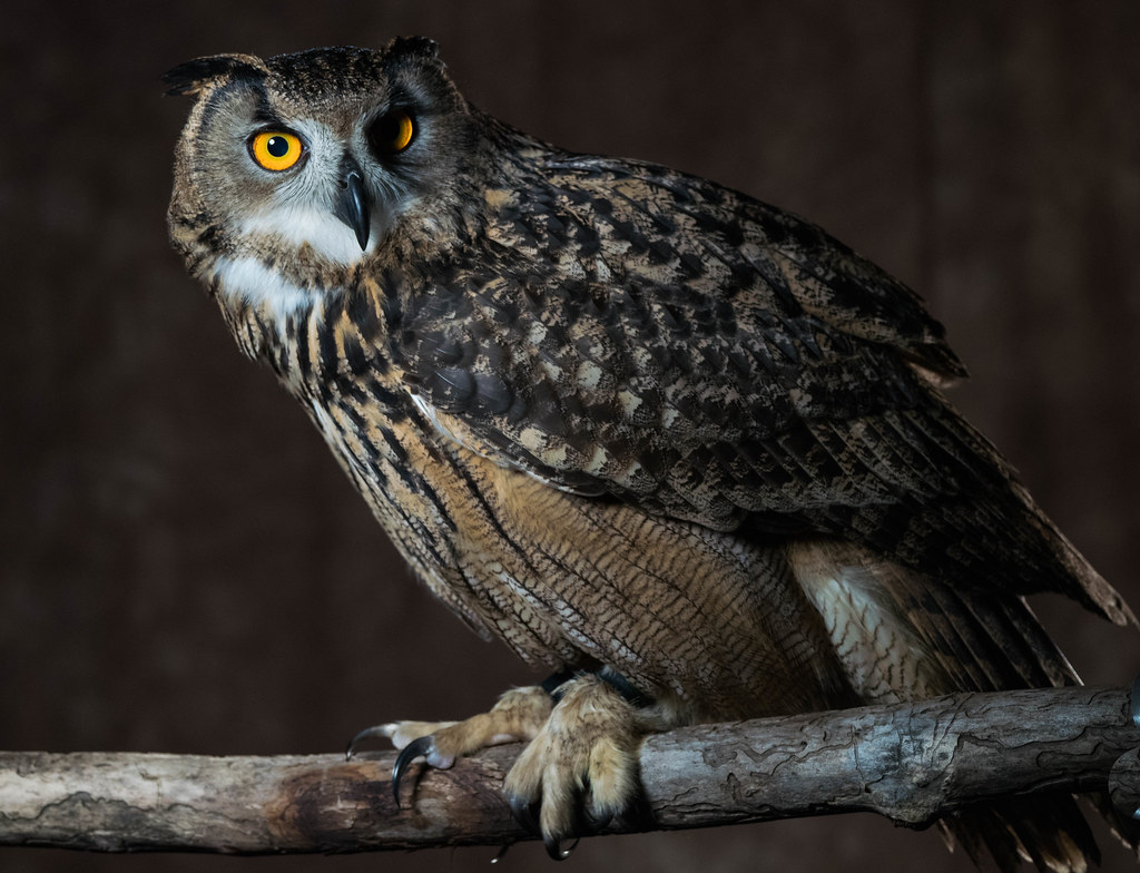 Eagle owl 3 (1 of 1)