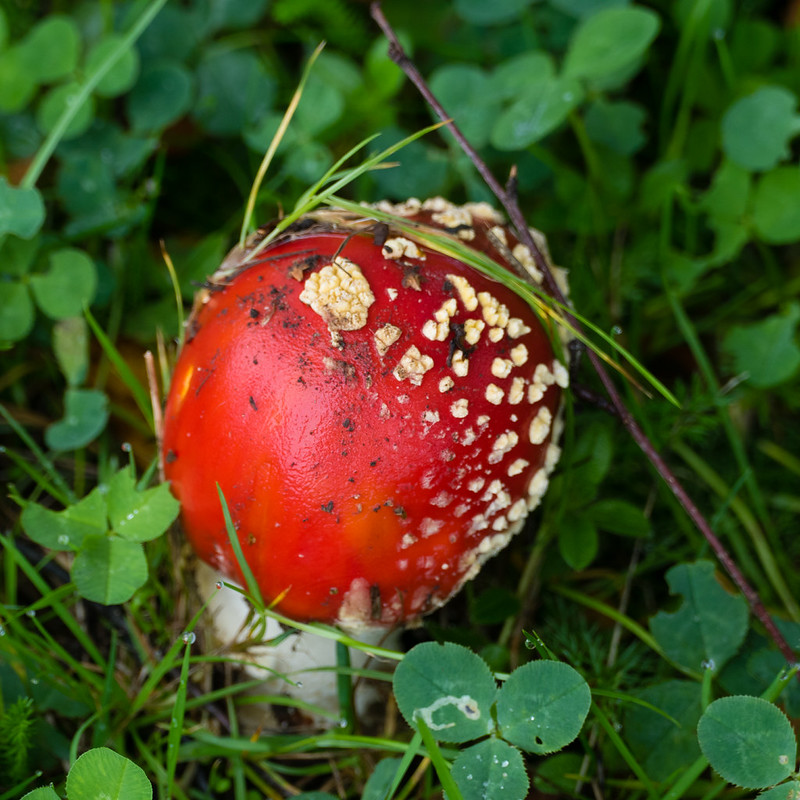 Reds: fly agarics, fresh, Wombourne