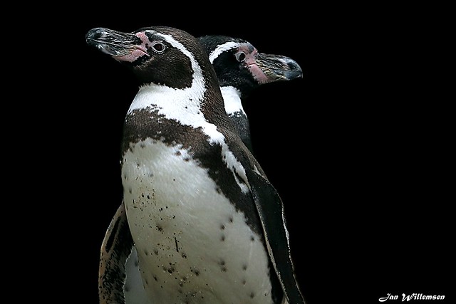 Humboldt Pinguin - 01608004a