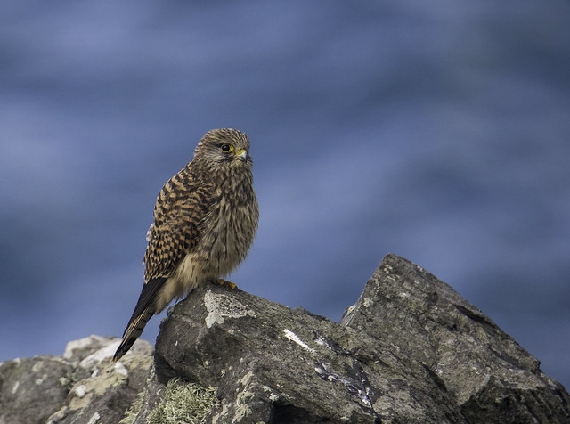 Birds of Cornwall