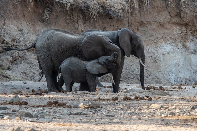 Eles in the River Bed