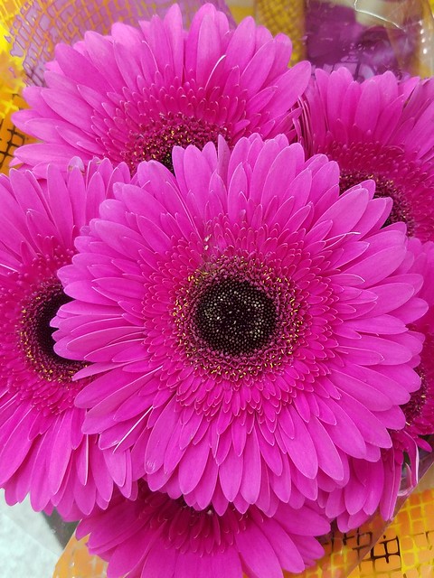Eye Catching Pink Gerbera Cuttings At A Local Meijer Store